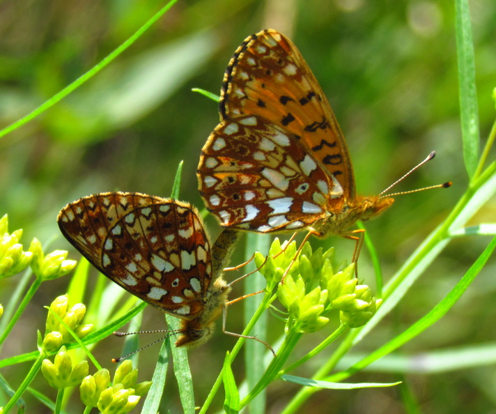 Small Pearl-bordered Fritillary Butterfly (Boloria selene), Quetico Provincial Park, Ontario, Canada
